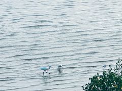 -深圳湾公园(南山区)