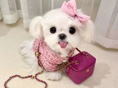 -萌宠之家·腊肠犬·马尔泰·小体犬舍