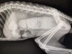 -拜鲁耶动物诊疗中心·宠家动物医院