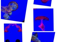 -瑞普利水族馆