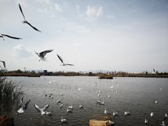 -呈贡滇池生态湿地公园