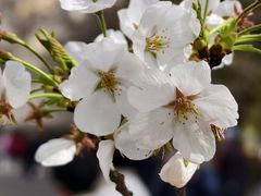-高东镇樱花园