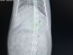 -喜多萌中农锦绣动物医院24H·猫科·牙科MRI·CT