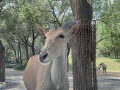 -北京野生动物园