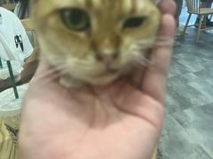 -楼上猫咖(罗湖店)