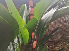 -单家老院·院子里的青岛菜(沙子口店)