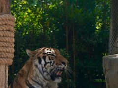 -上海野生动物园老虎餐厅