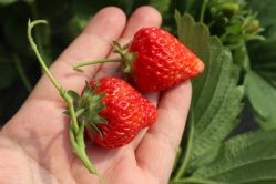 -蓝呗呗蓝莓草莓采摘园(通州区马驹桥店)