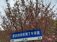 -牛背梁国家森林公园