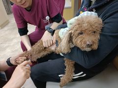-美联众合动物医院·24h转诊中心