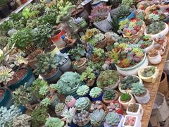 -秦美花卉(天朗·莱茵小城2期店)