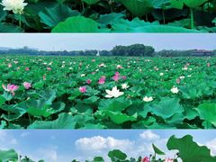 -荷塘月色湿地公园·向阳花洲