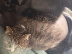 -中农国际动物医院24小时·猫科·骨科·急重症中心