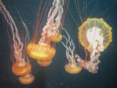 -新加坡海洋生态馆
