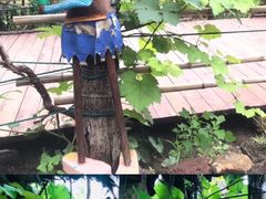 -呀路古热带植物园