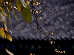 -西安大兴善寺