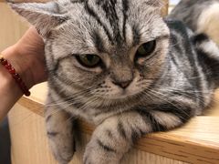 -猫和宫(六道口店)