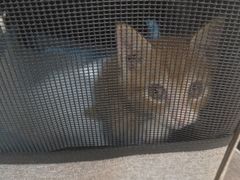 -荔康动物医院(康王北路店)