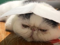 -藏猫猫咖啡主题馆(中央大道店)