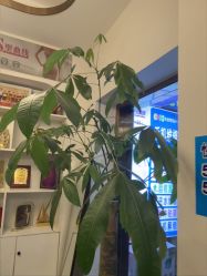 -金美秀瘦身养生