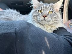 -十年猫舍·猫咪专门店(普陀店)