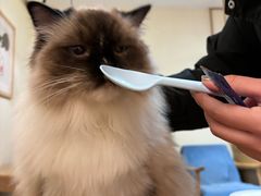 -滚猫咖啡·猫咖·猫友好撸猫(未来城店)