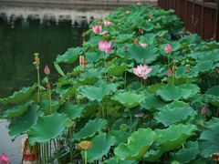 -莲花池公园
