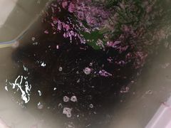 -金海椒罐罐鲢鱼(东方桂苑店)