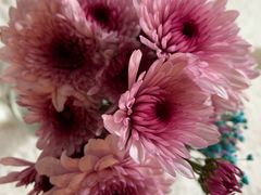 -金陵花卉交易市场