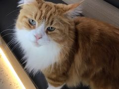 -喵园·猫主题咖啡厅·撸猫·猫咖(国贸店)