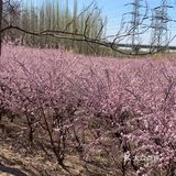 公园人很多基本都是扎营的尤其一进公园不远处人挺多放风