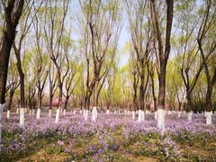 -永定河休闲森林公园