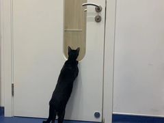 -佩兹宠物医院肿瘤专科·眼科·牙科(黄浦店)