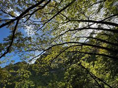 -秦岭天竺山生态文化旅游景区