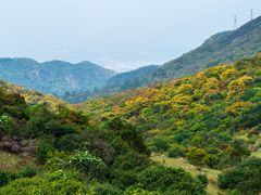 -大姆山草场