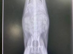 -圣宠动物医院·犬猫专科·影像中心·外科中心