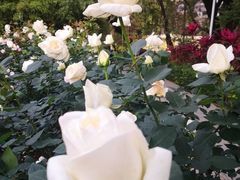 -人民公园(罗湖区)