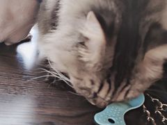 -蓝鲸·缅因猫舍