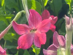 -前小桔亲子创意农场·草莓采摘·露营烧烤