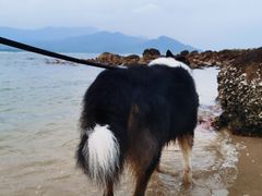 -西涌国际滨海旅游区