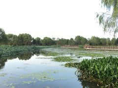 -长兴太湖图影湿地文化园