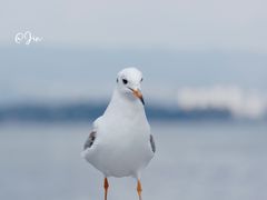 -昆明冠生园·蛋糕·面包(南强街店)