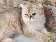 -豆逗聊愈猫阁Easy Life