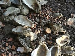 -东寨港红树林旅游区