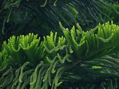 -深圳仙湖植物园
