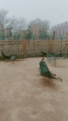 -萌宠亲子动物乐园(槐房万达店)