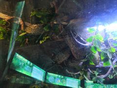 -海南热带野生动植物园