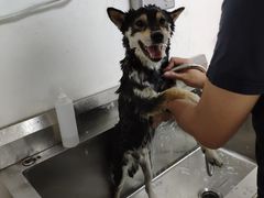 -宠物之家Pets Home 宠物寄养酒店