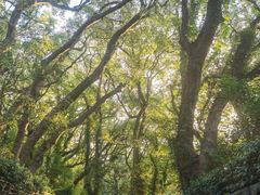 -普陀山风景名胜区-法雨禅寺