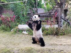 -灵玲国际马戏城